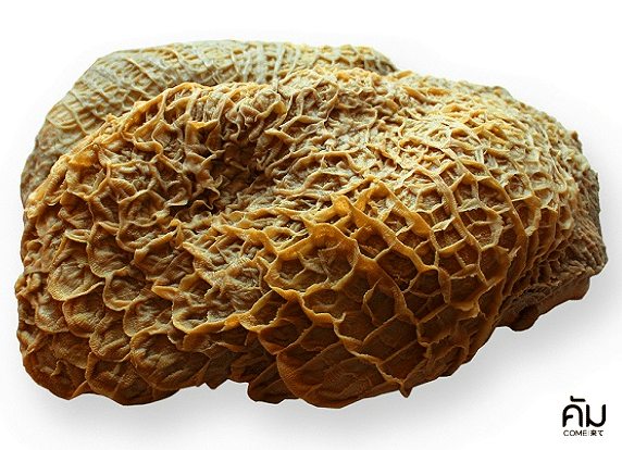 ประโยชน์ของเนื้อวัว-cow-stomach