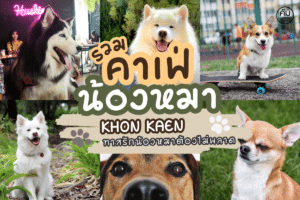 คาเฟ่หมาขอนแก่น (1)