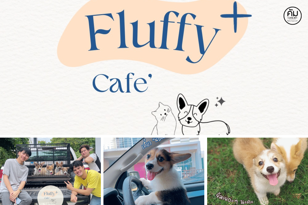 FluffyPlusCafe'(คาเฟ่ คอร์กี้)