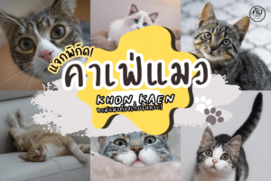 คาเฟ่แมวขอนแก่น