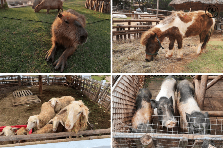 Khonkaen Exotic Pets & The fountain Show