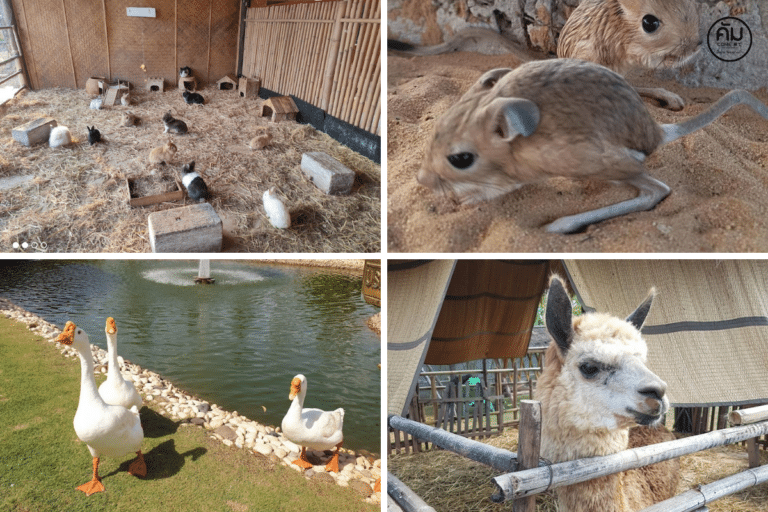Khonkaen Exotic Pets & The fountain Show