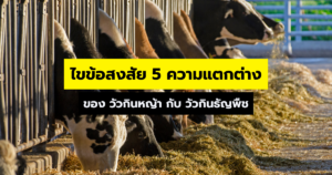 ไขข้อสงสัย 5 ความแตกต่าง